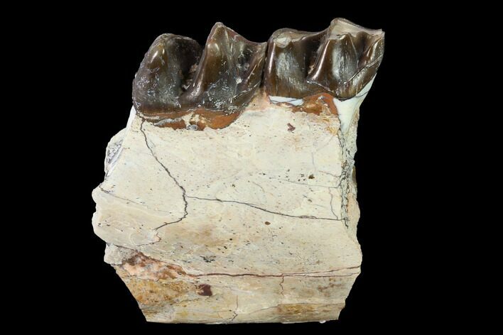 Fossil Running Rhino (Hyracodon) Jaw Section - South Dakota #146344